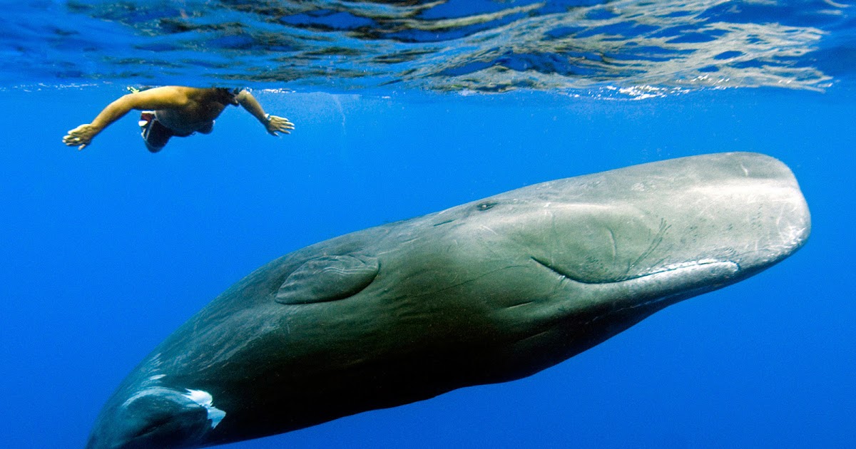 whale explosion tainan Sperm Goethals recommend Fat fetish free