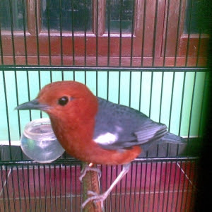 bibit anis merah bibit anis merah