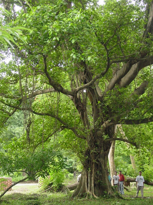 Tree Ebony Wood 60