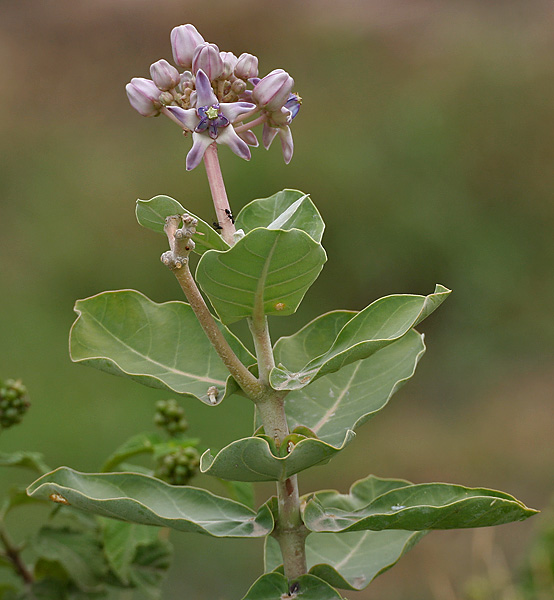 Highly Effective Indian Home remedies For Delayed Periods Beauty and