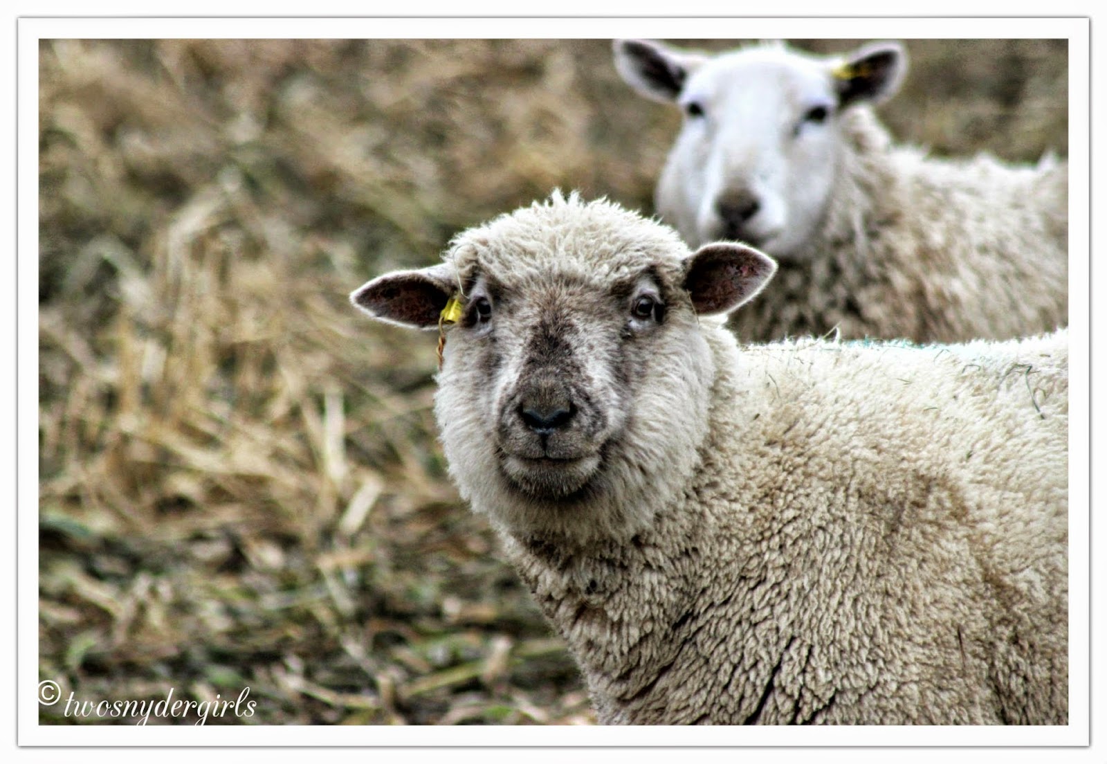 Sheep