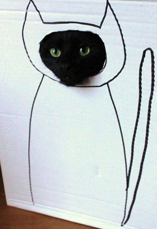 Aujourd'hui, je "tchatte" sur les Chats #carton #cardboard - 28 carton et chat 27