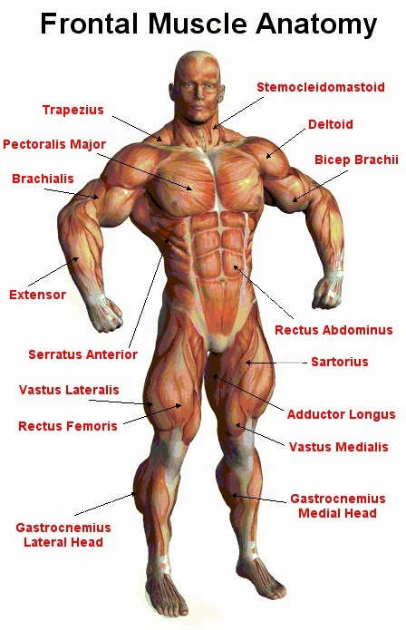 Image result for your muscles