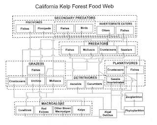 Kelp Forest - Kelp Forest Food Web