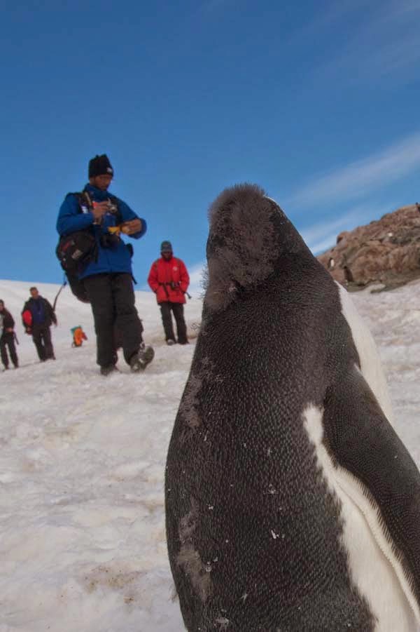 They can be easily identified by the white “bonnet” that goes across their head… - He Was Taking Photos Of A Glacier In Antarctica When Suddenly, Out Of Nowhere… WHOA! They can be easily identified by the white “bonnet” that goes across their head… - He Was Taking Photos Of A Glacier In Antarctica When Suddenly, Out Of Nowhere… WHOA!