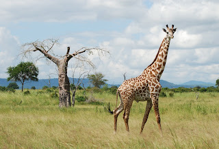Giraffe