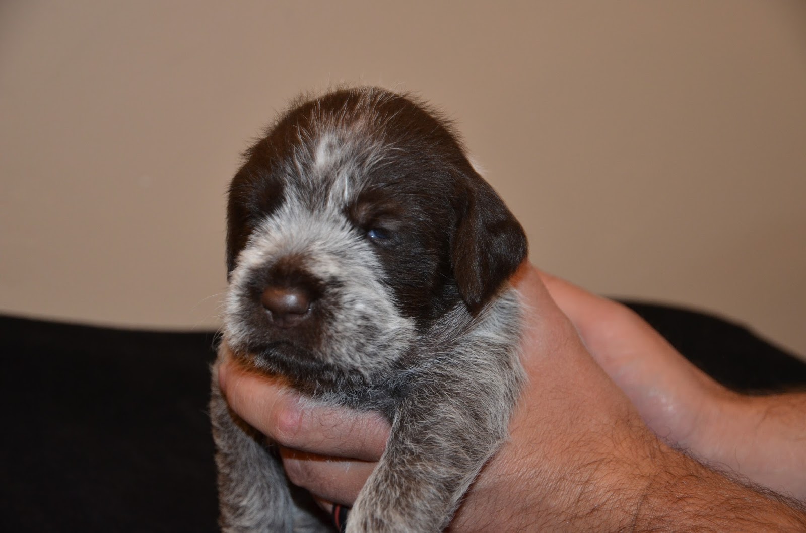 Broken Bow Kennels 2016