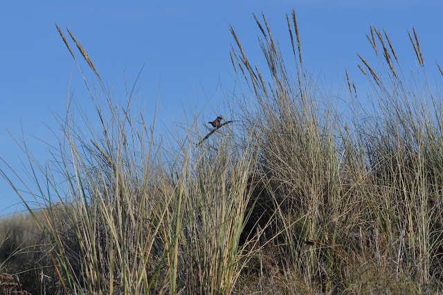 small bird in the grass