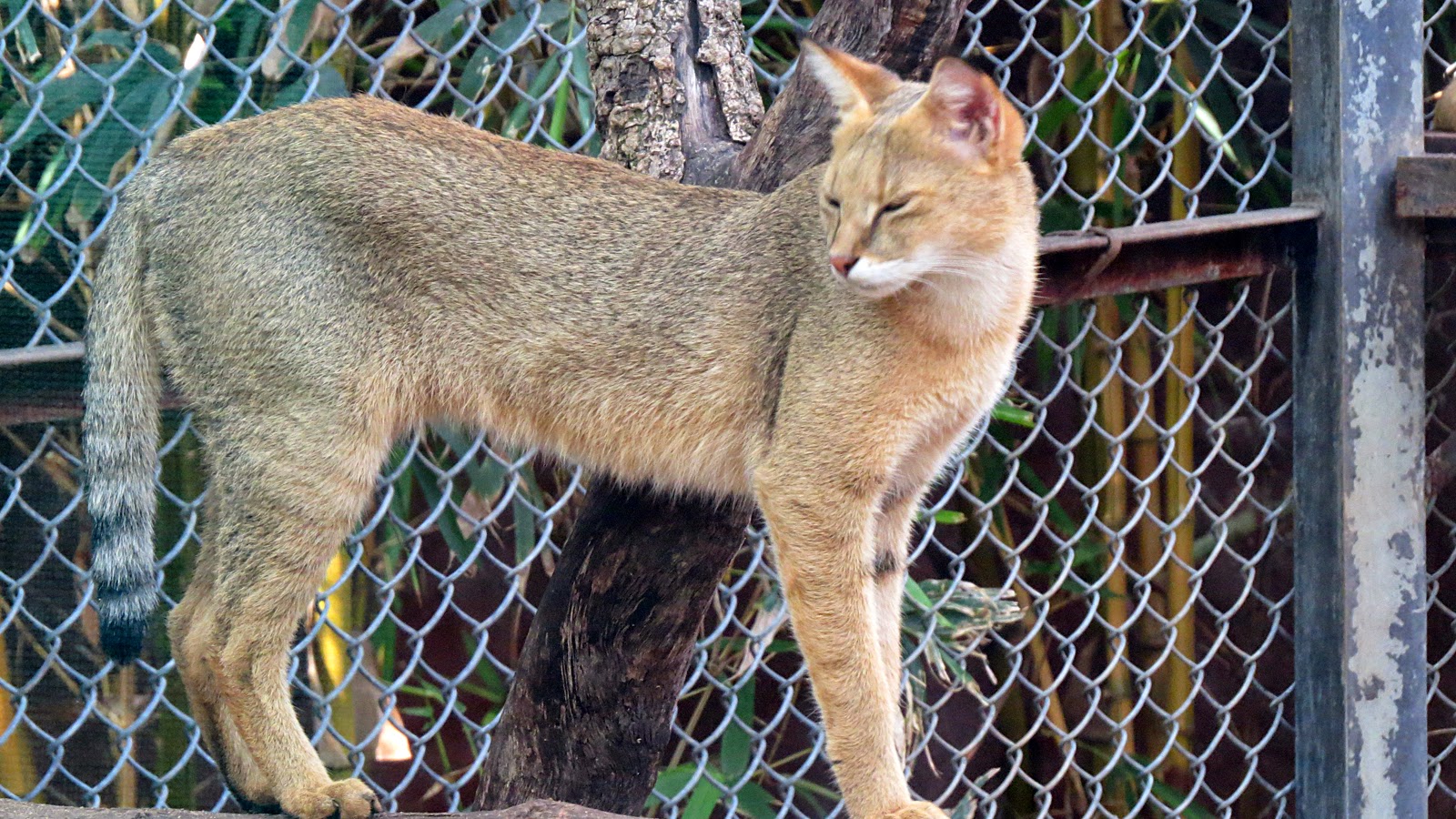 Animal Jungle Cat New Images My Shoot Images Videos