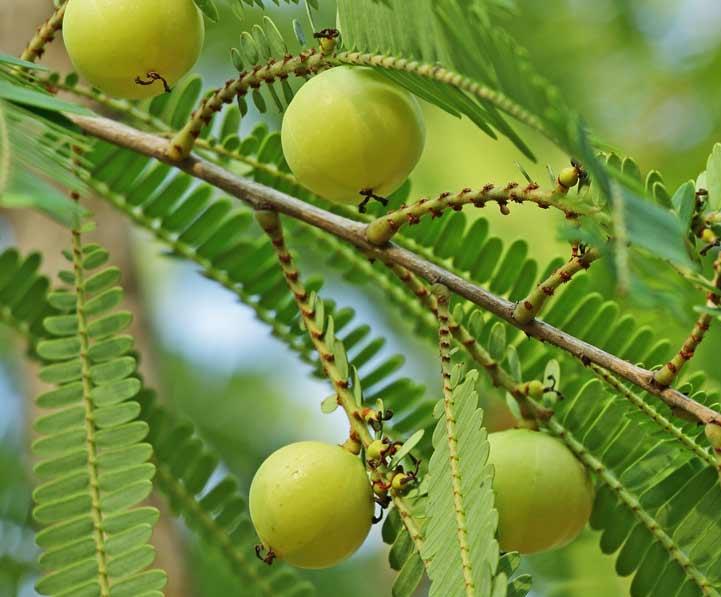 Mom's Recipies Amla Chatpati Masala Candy /Gooseberry Candy