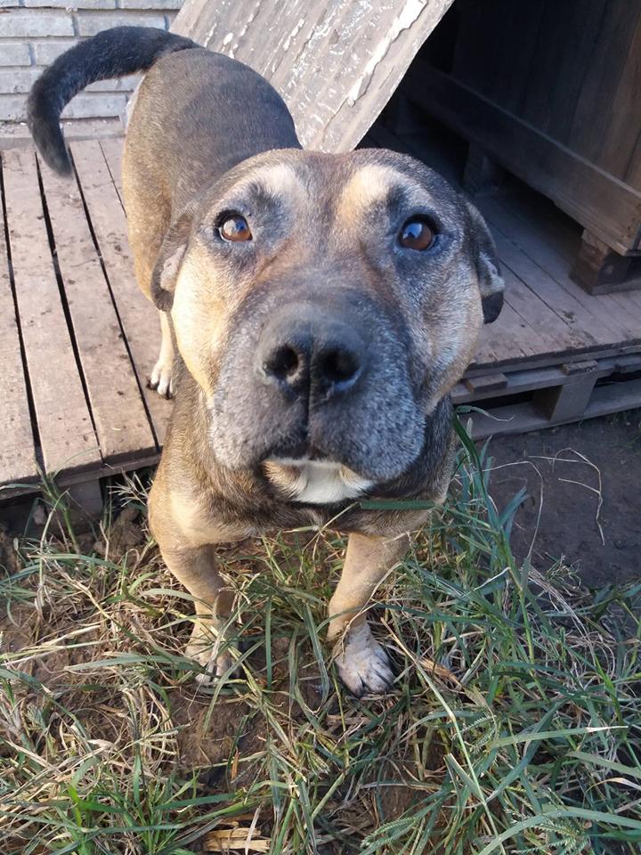 AVE FENIX ARGENTINA Refugio La Boyita.