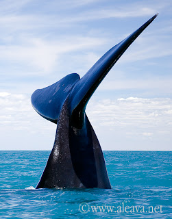Avistajes de ballena comienza la temprada 2012