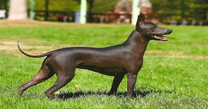 perro-peruano-inca.jpg