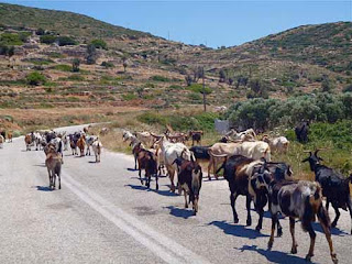 Stopping for Goats Ios Greek Islands Greece