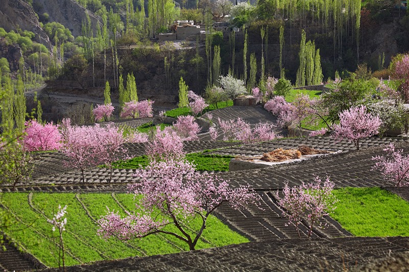 Hunza Adventure Tours® APPRICOT & CHERRY BLOSSOM TOUR TO HUNZA VALLEY