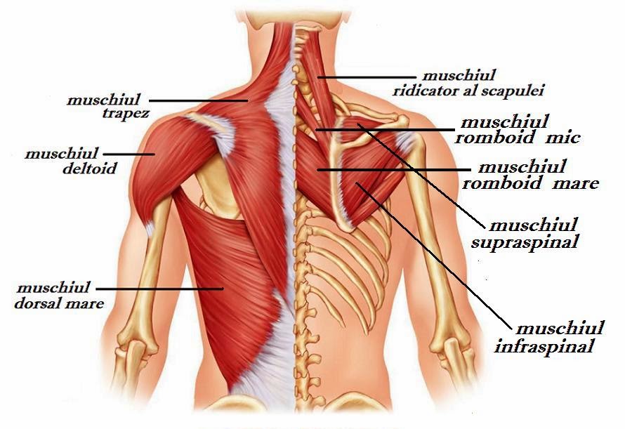 muschii membrului superior)