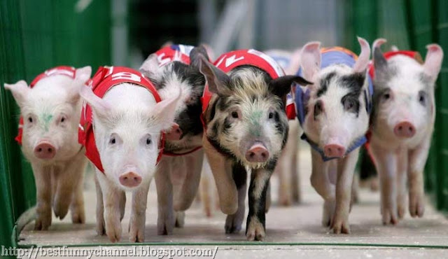 Funny pigs.