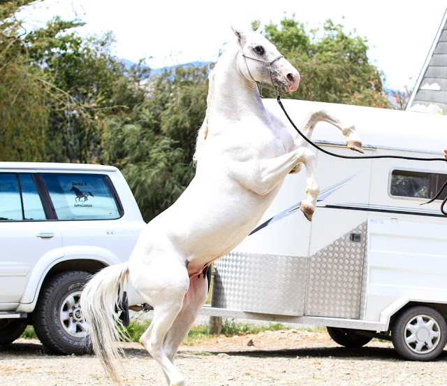 The beautiful Appaloosa horses | American horse breed The beautiful Appaloosa horses | American horse breed