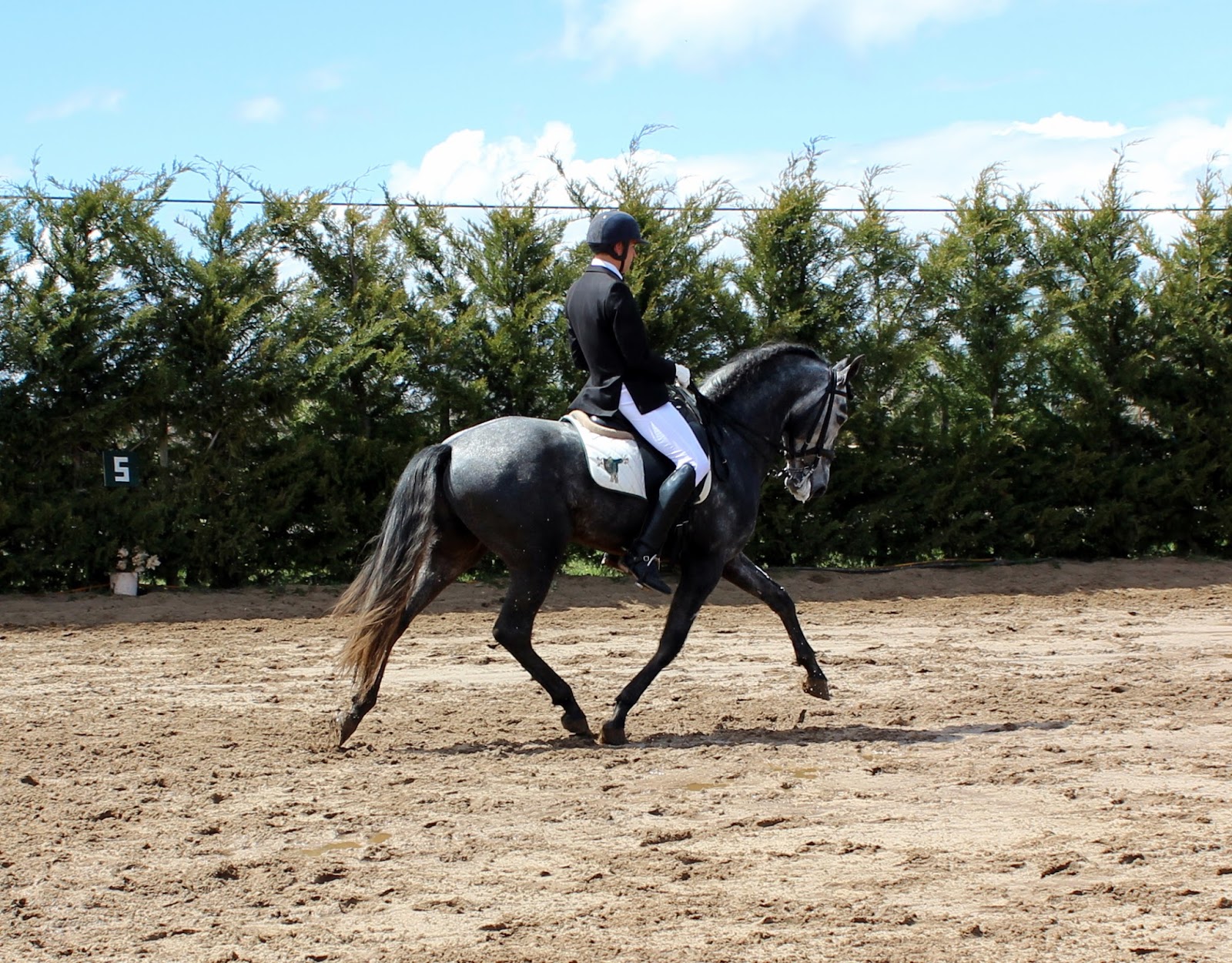 asociación de caballistas del Nordeste de Segovia Feria de caballos en