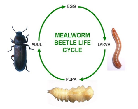 Insect Breeding Setups And Kits Mealworm And Darkling Beetle Life Cycle
