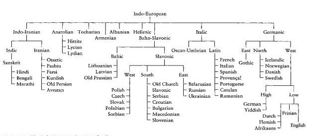 Australian Whine The Family Tree Of Indo European Languages Like the «tree» in fig. the family tree of indo european languages