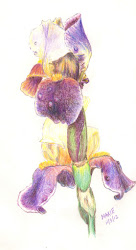 crayola maxie unfinished pencil colored