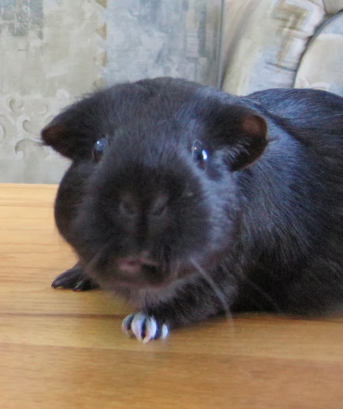 Crafts, Cavies and Cooking Top Ten Tips to Help a Sick Guinea Pig