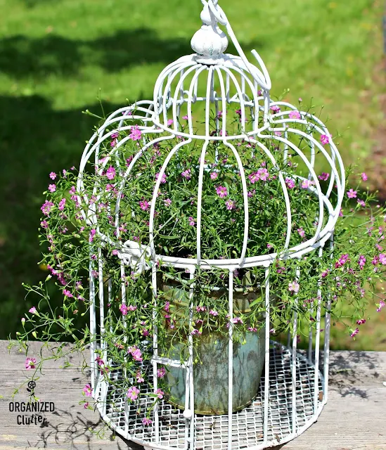 Thrifted Birdcage to Baby's Breath Planter #upcycle #babysbreath