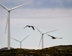eagles turbines wind fly into