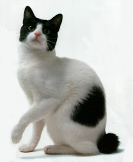 Cat Breeds Images and Information
