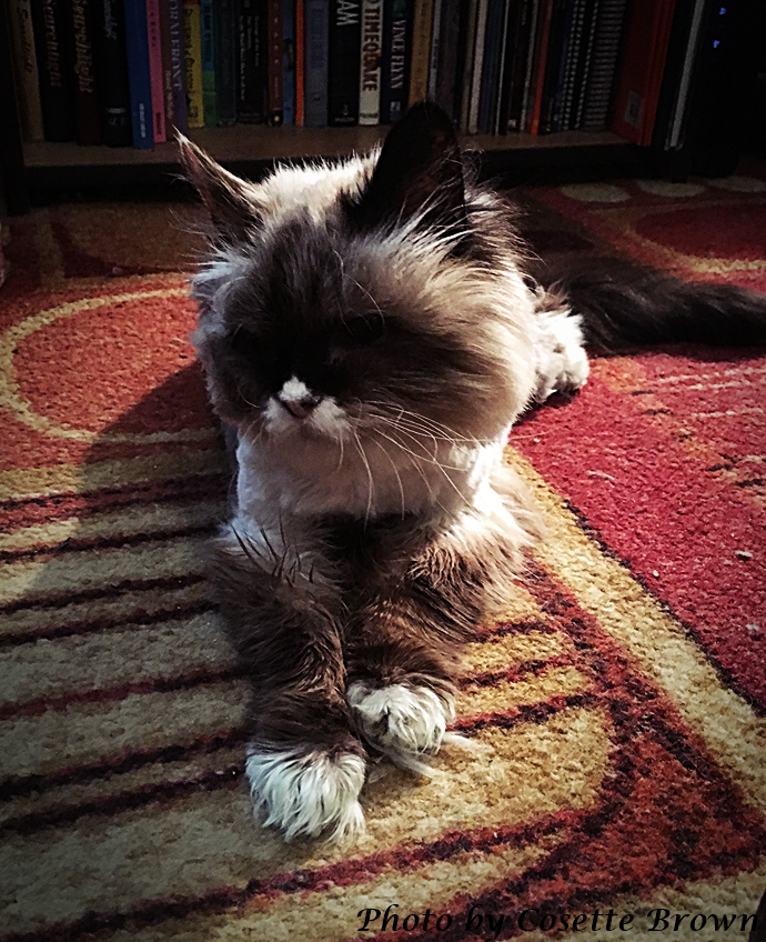 Sense With Cents Pet Insurance Part 2