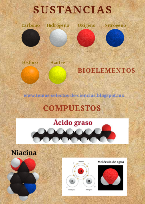 Composición química de los seres vivos