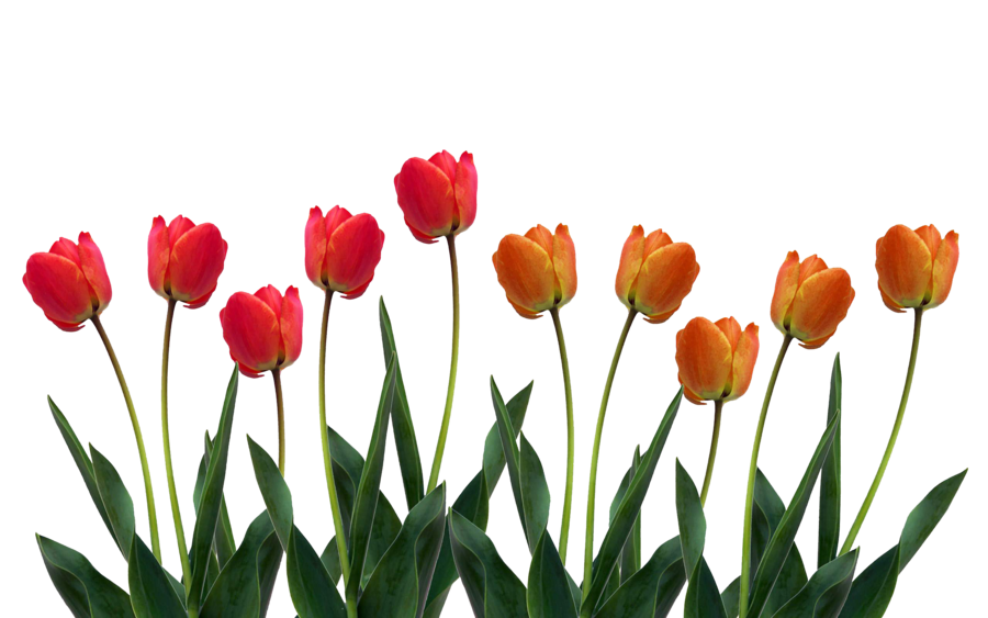 ® Colección de Gifs ®: IMÁGENES DE TULIPANES