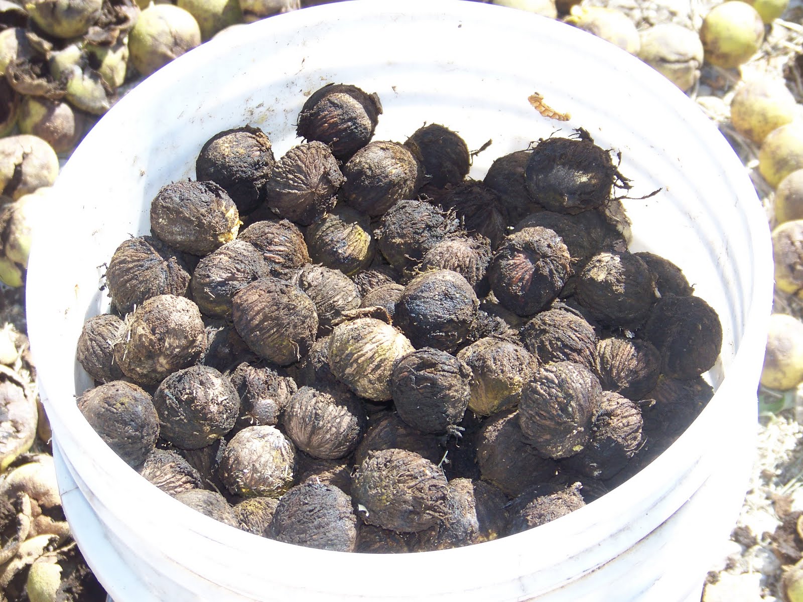 Hickery Holler Farm Shelling Black Walnuts