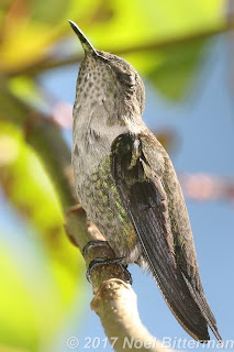 Vervain Hummingbird