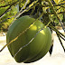 Beneficios y propiedades del aceite de coco