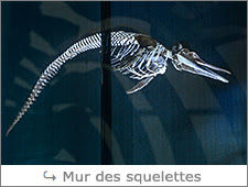 http://www.laurentbessol-photographies.fr/p/mur-des-squelettes.html