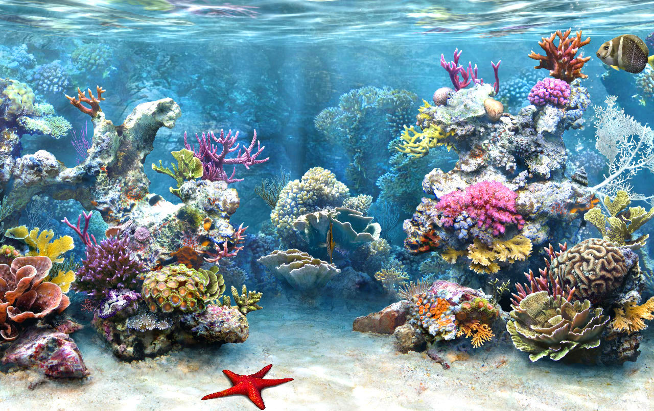 IMPORTANCE OF CORAL REEFS MANGROVES IMPORTANCE OF CORAL REEFS MANGROVES
