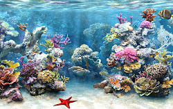 reefs coral sea underwater corals reef ocean ecosystem plants under marine ecosystems importance mangroves important