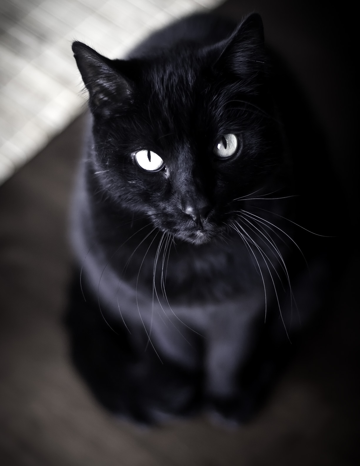 Черная фотография. Европейская черная кошка. Черная картинка. Черное фото. Большой черный кот.
