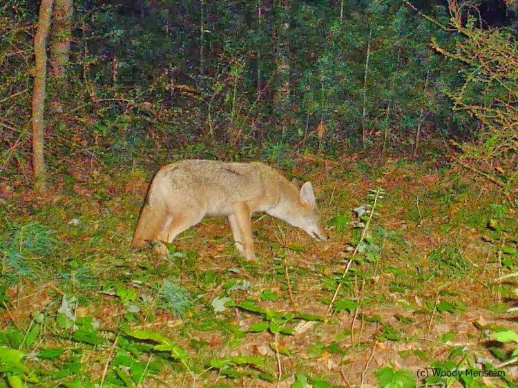 In Forest and Field The Eastern Coyote Coyote+Wolf = Coywolf