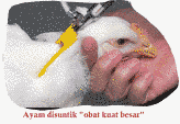 Awas, jangan makan "ayam" ini! BERBAHAYA awas ayam suntik berbahaya bagi kesehatan anda