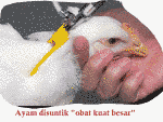 Awas, jangan makan "ayam" ini! BERBAHAYA Awas, jangan makan "ayam" ini! BERBAHAYA