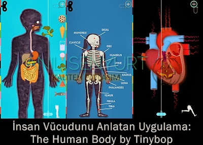 Zam Zum Blog: İnsan Vücudunu Anlatan Uygulama: The Human Body by Tinybop