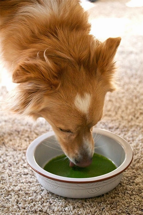 green power smoothie with peanut butter you can share with your dog