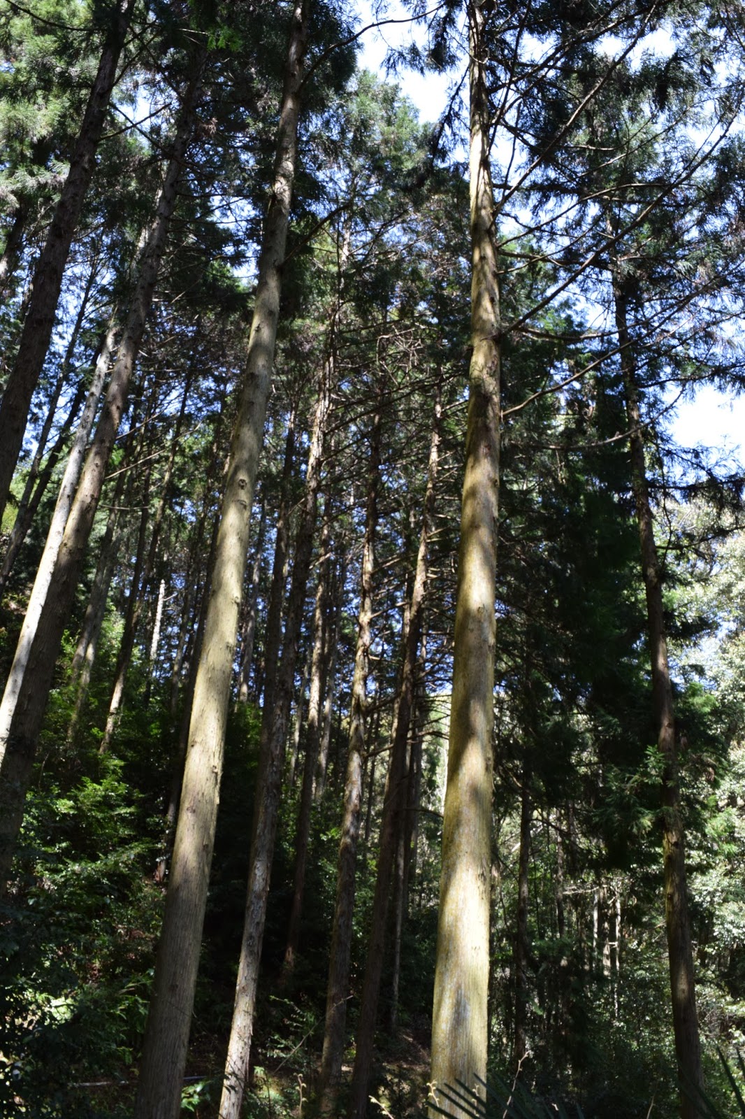 Japan forest