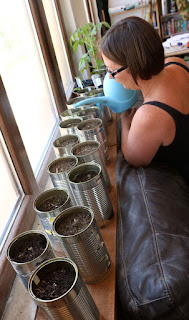 Lots more seedlings on this shelf Lots more seedlings on this shelf
