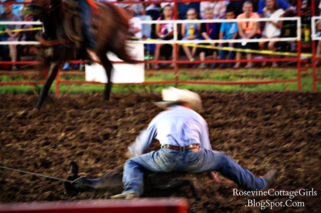Cowboy on the ground over a calf as he works to tie up the calf for the calf roping event at the Bold Enough Challenge Rodeo in Sumner County, TN by Rosevine Cottage Girls
