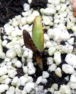 Proboscidea sabulosa The seeding