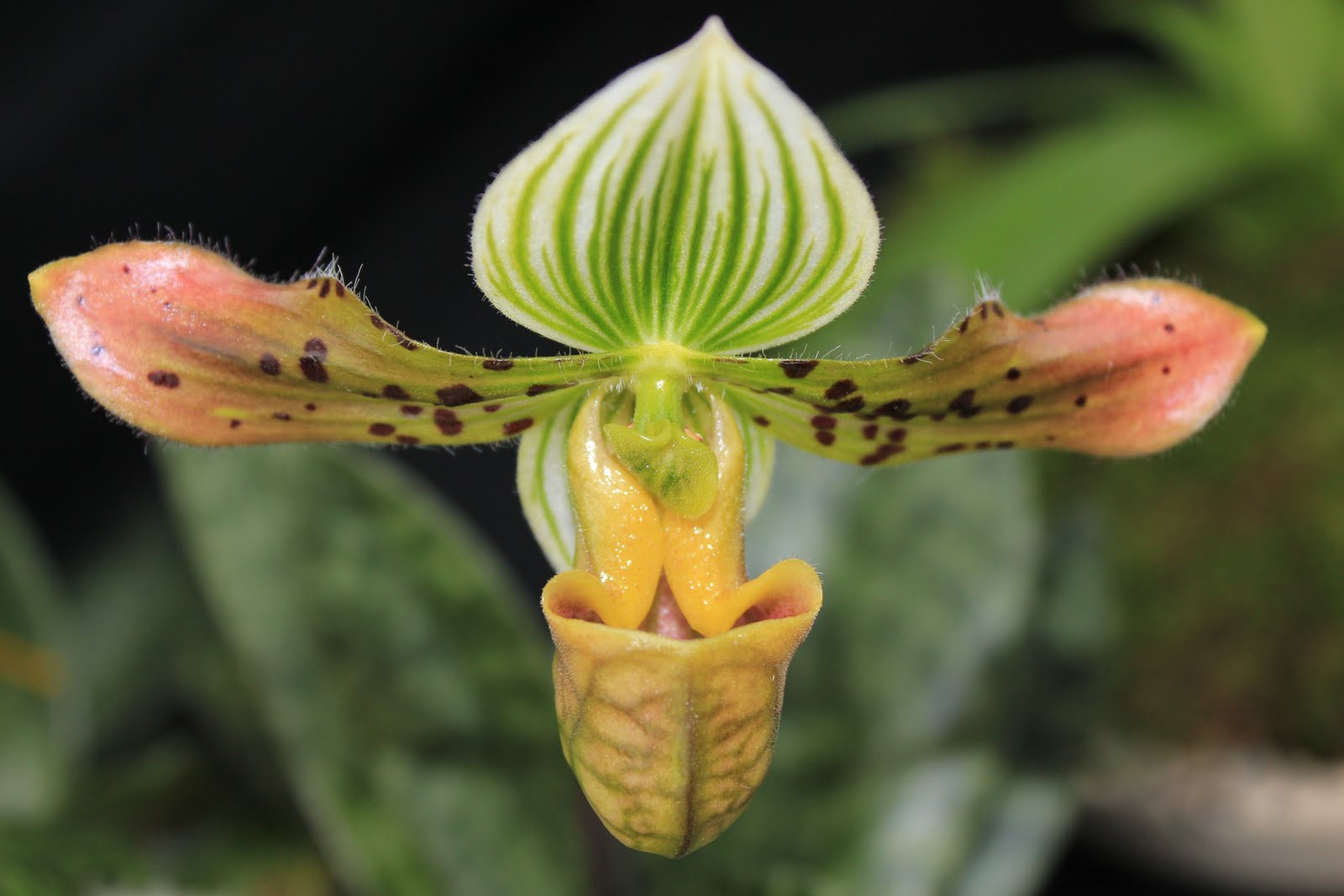 Portagrow Blog Utah Orchid Society Spring Show